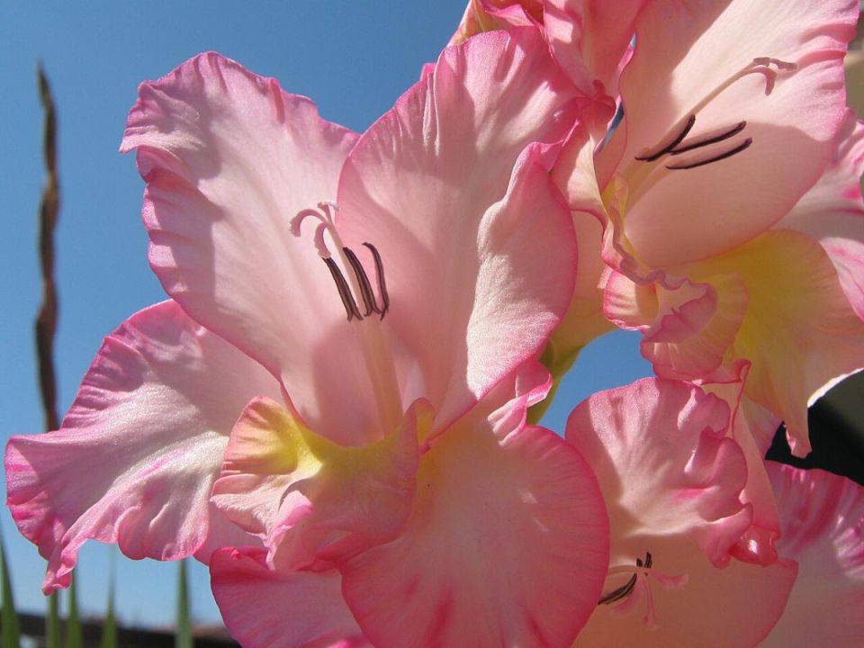 ����������� ��� ��� ������: �����, ������� �� ������� �����