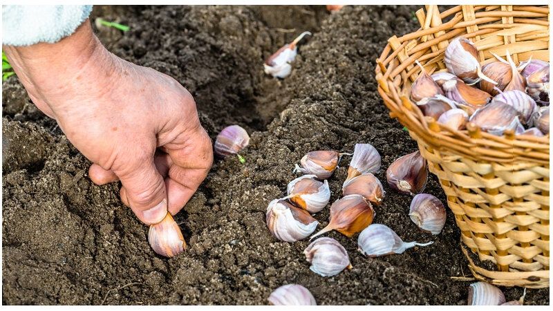 ������ ��������� ���������� ������: ����������� ������ ��� �����������