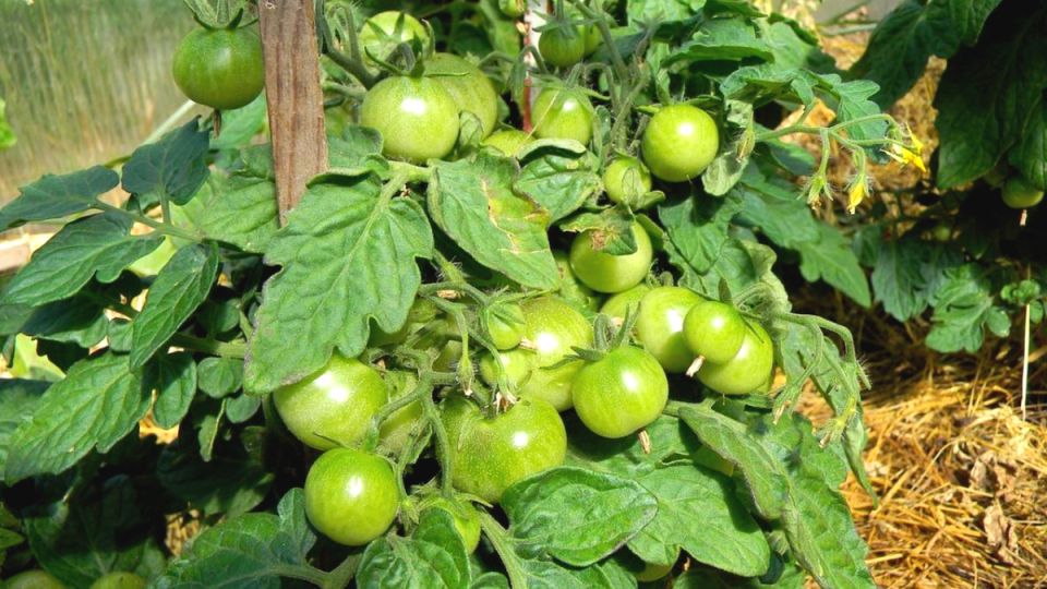 Как два сорняка помогут спасти ваш урожай томатов от фитофторы