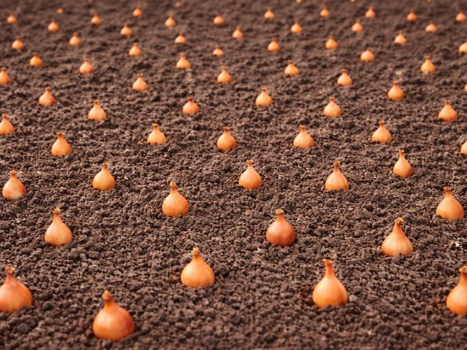 ���: ������� �������� ������� � �������� �����