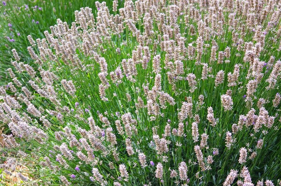 ��������: 13 ������������ ������, ������� ���������� ��� ���