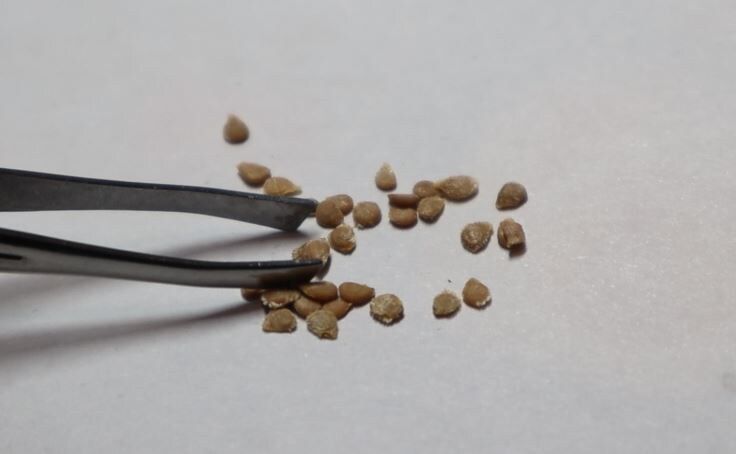 �������: ��������� ����� ��� ������� ������� ������ � ������