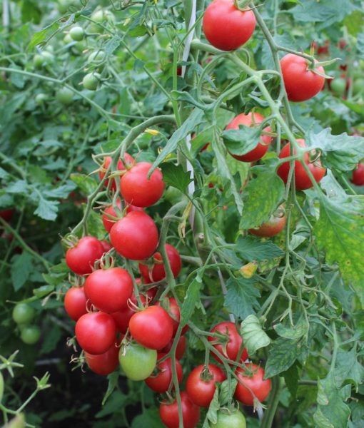 ����� ������� �������: ������� ����� � ������� ������ ��� �������