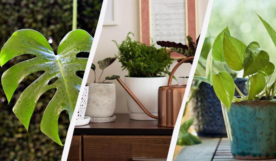 Комнатные растения, которые thrive под искусственным освещением