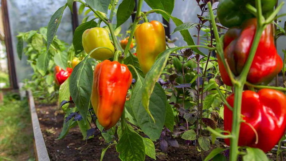 ����������� �����: ����� ����� �������� ����� ������ ������� ������