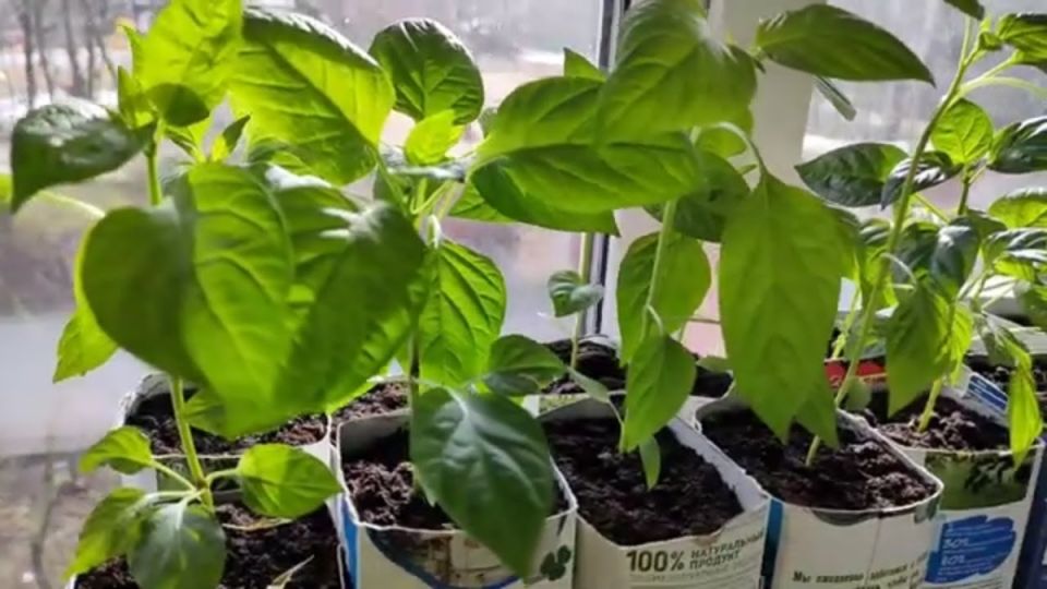 ������ ������ ����� ������ � ���������� ����� ����� ������� ��� ���������