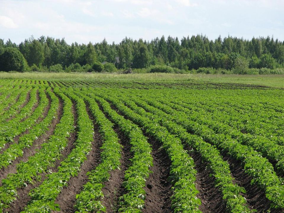 Пять уникальных способов вырастить картошку без лишней заботы