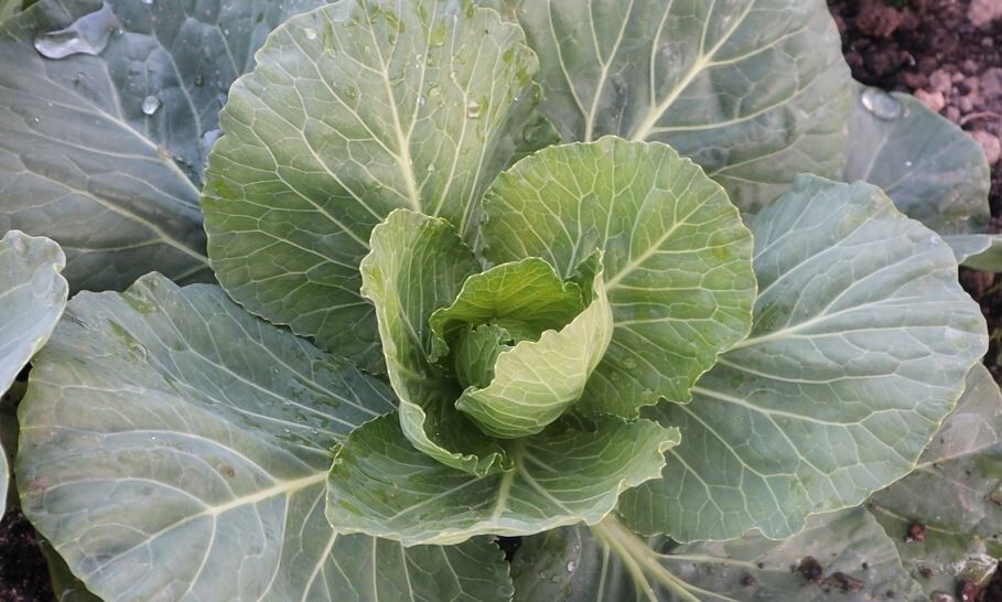 Как хлористый калий поможет вам получить рекордный урожай капусты