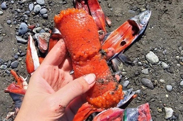 Аляска в 2025 году: не только политика, но и золотая рыбалка