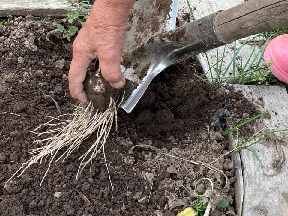 ��� �� ��������� ������� ������� �������: �������� ������ � ������