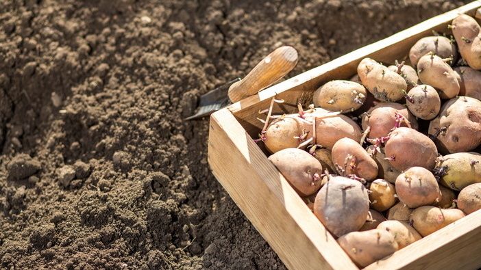 Мульчирование картофеля: неожиданные результаты эксперимента