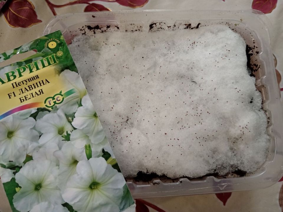 Удивительный метод посева петунии, который гарантирует 100% всходы