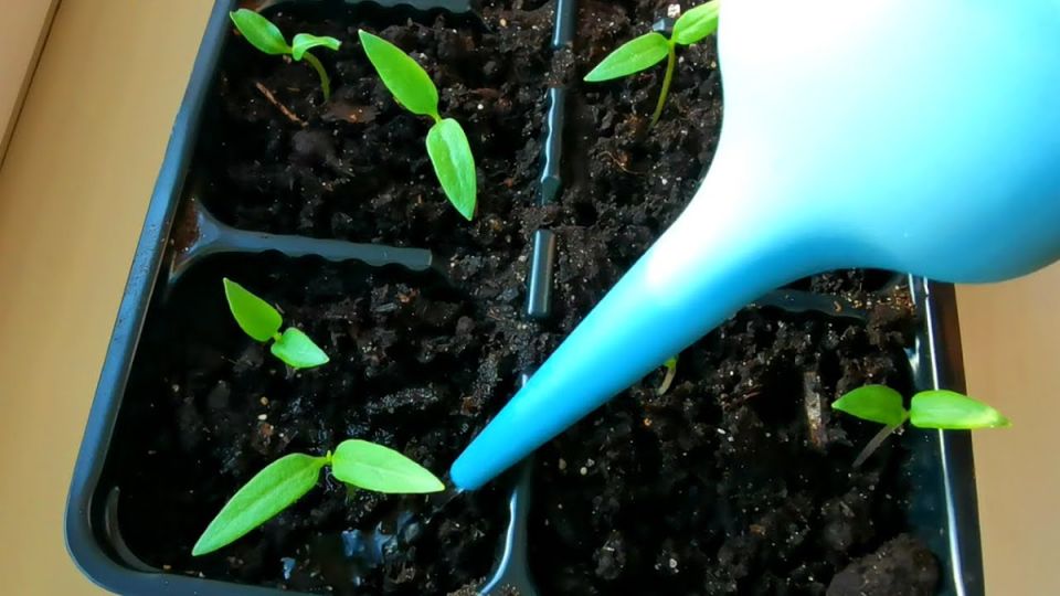 ��� ��������� �� �������� � �������: ���� �������� �������� ������