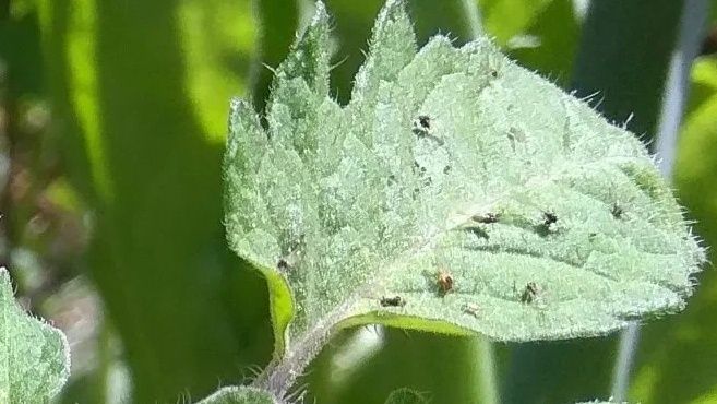 Как победить почвенных мошек: три натуральных метода без химии