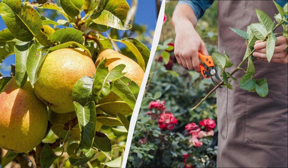 ������� �������: ��� ��������� ����������� ��� � ���� ��� ��������� ��������