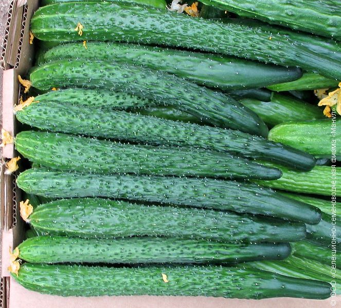 ������������ ������-����������: ��� ��������� �������� �� ����