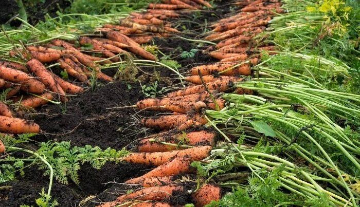 Как морковь хранить, чтобы она оставалась сочной до весны: секреты и неожиданности