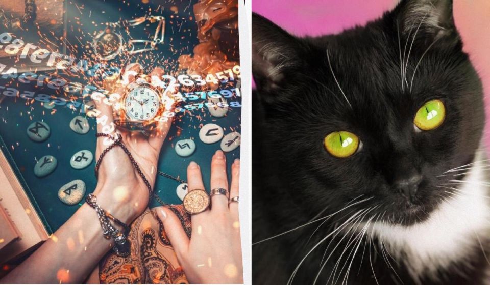 Собственная кошка по дате рождения: нумерология и питомцы