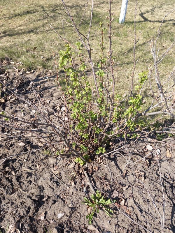 ��� �������� ���������� �� ����������� �� ���������