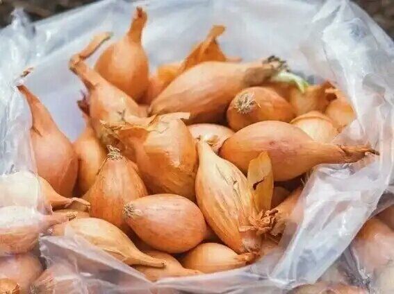 Ошибки при посадке лука, которые снижают урожай и задерживают рост