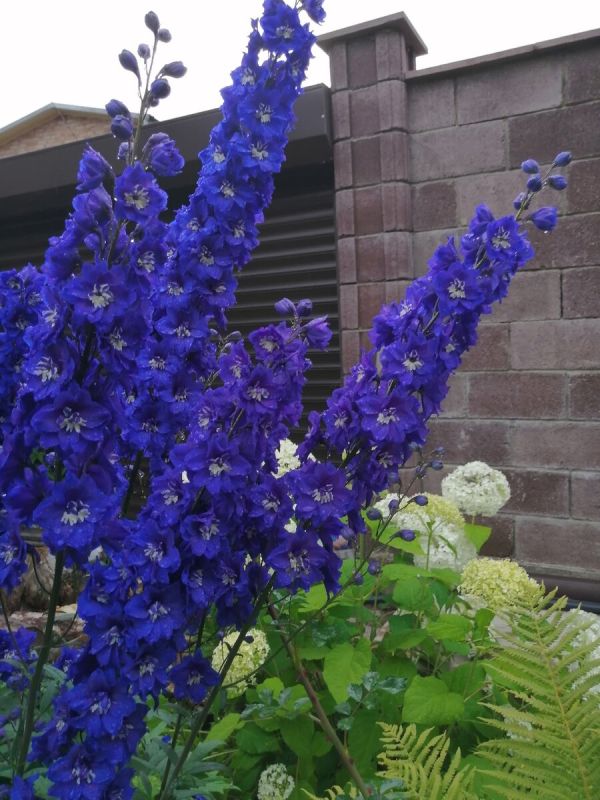 ��� ������� �������� ������ � ����� ����: ������ �� ������� ����������