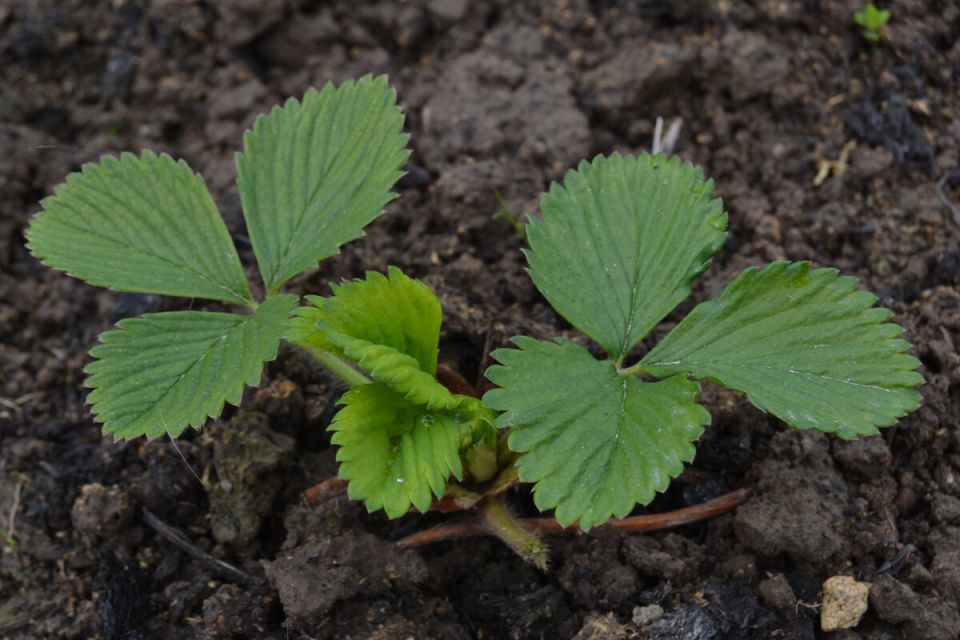 Как правильно высаживать клубнику осенью: советы и рекомендации