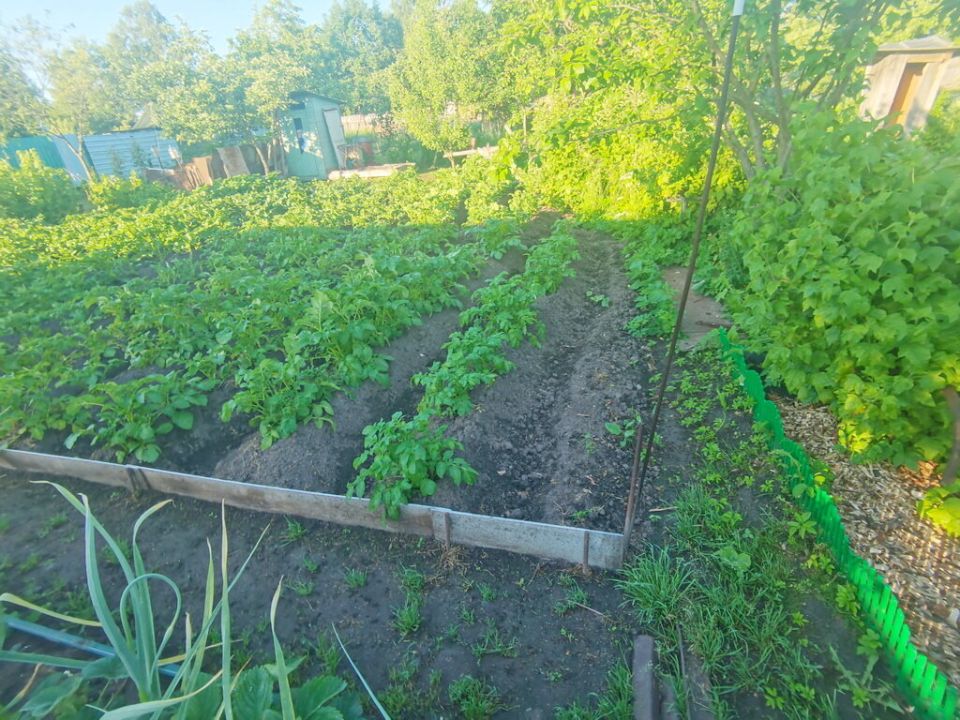 Успех в огороде: что сделать в сентябре