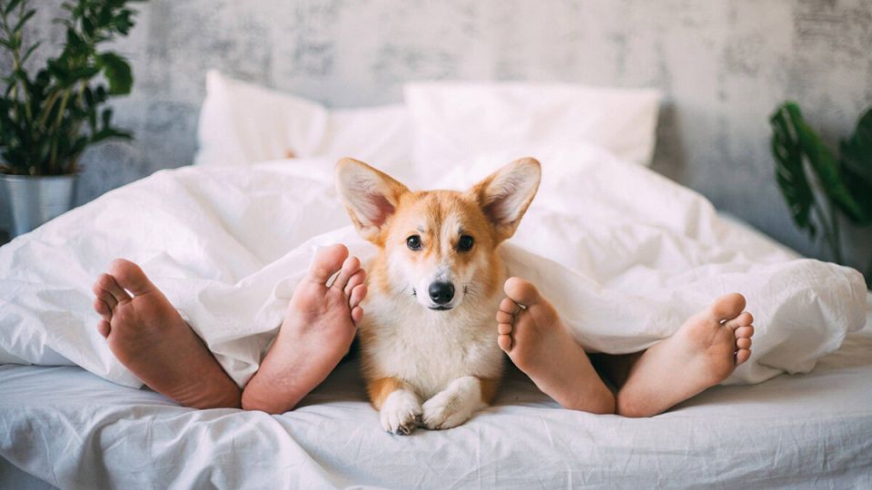 �������� �� �������, ��� �� ������� ���������� ������?