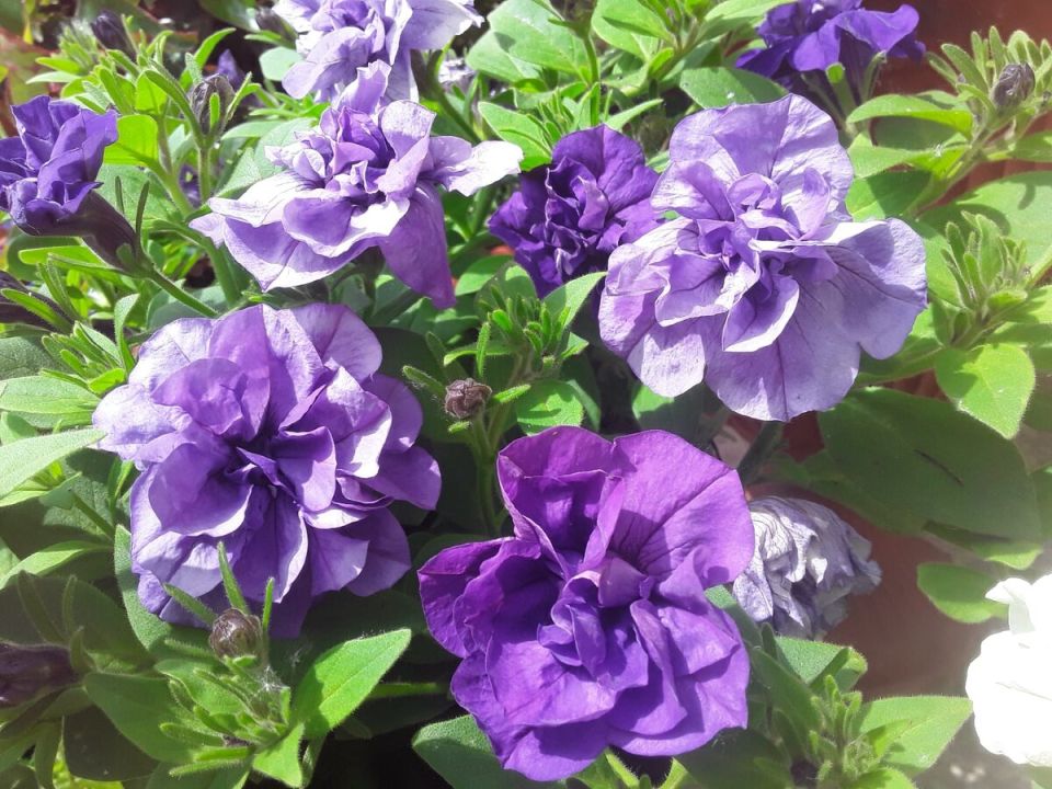 ����� ����������� ������� � ������?