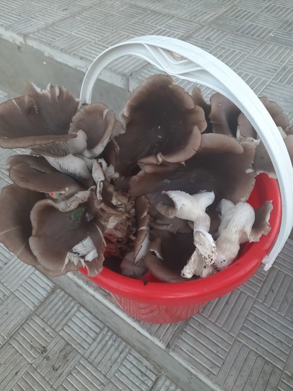 ������� ����: ������� ������ ������� �� �������